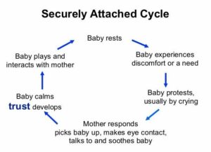 Securely Attached Cycle The image depicts a cycle illustrating the process of secure attachment between a baby and a mother. The cycle consists of six stages, connected by arrows in a circular pattern: Baby rests - The baby is calm and resting. Baby experiences discomfort or a need - The baby feels discomfort or has a need (e.g., hunger, diaper change). Baby protests, usually by crying - The baby expresses discomfort or need by crying. Mother responds - The mother responds by picking the baby up, making eye contact, talking to, and soothing the baby. Baby calms - The baby calms down as a result of the mother's response. Trust develops - Trust develops as the baby learns that the mother will respond to their needs. This leads back to the first stage where the baby rests again, completing the cycle. The text "trust develops" is highlighted in blue to emphasize its importance in the process.