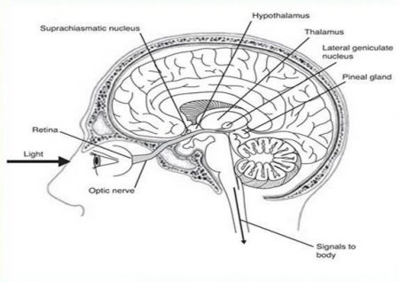 [This diagram shows a cross-sectional view of the brain with labels for various structures involved in the pathway by which light influences the body's circadian rhythms. Light enters the eye and hits the retina, sending signals via the optic nerve to the suprachiasmatic nucleus (SCN) located in the hypothalamus. Other labeled structures include the thalamus, lateral geniculate nucleus, pineal gland, and regions where signals are sent to the body.]